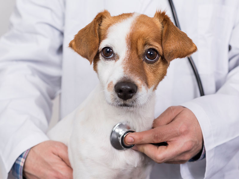 Vet examining a dog with stethoscope