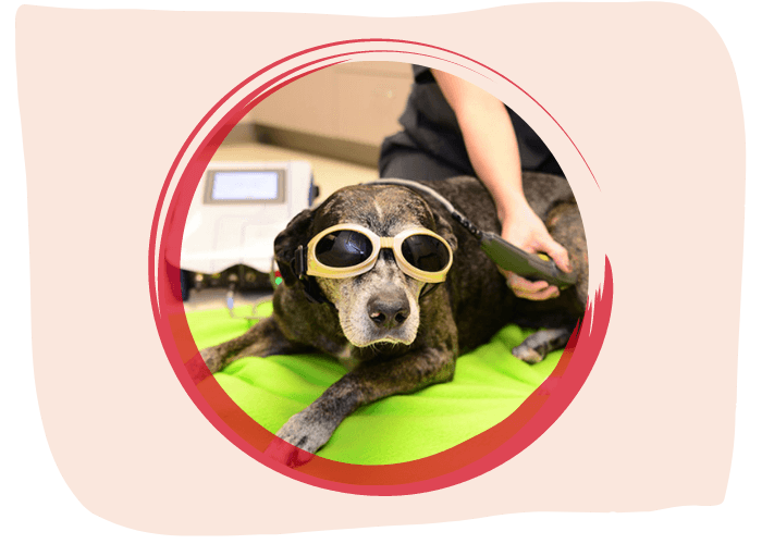 Vet performing laser therapy for a dog