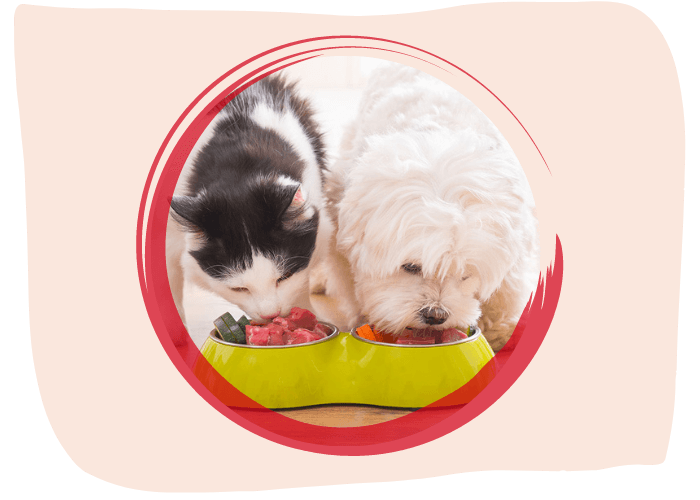 Cat and dog eating together