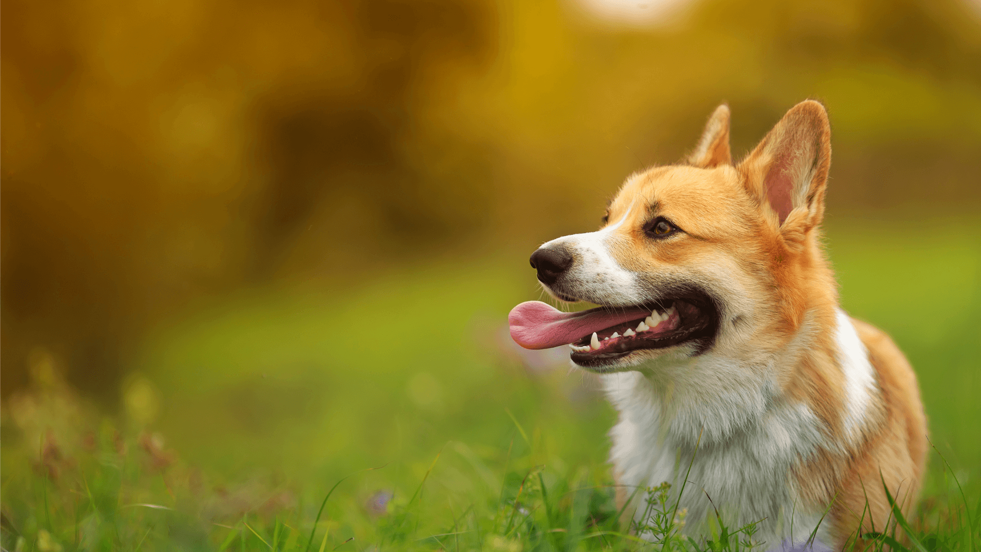 Standard Process Supplements Synergy Parkway Animal Hospital