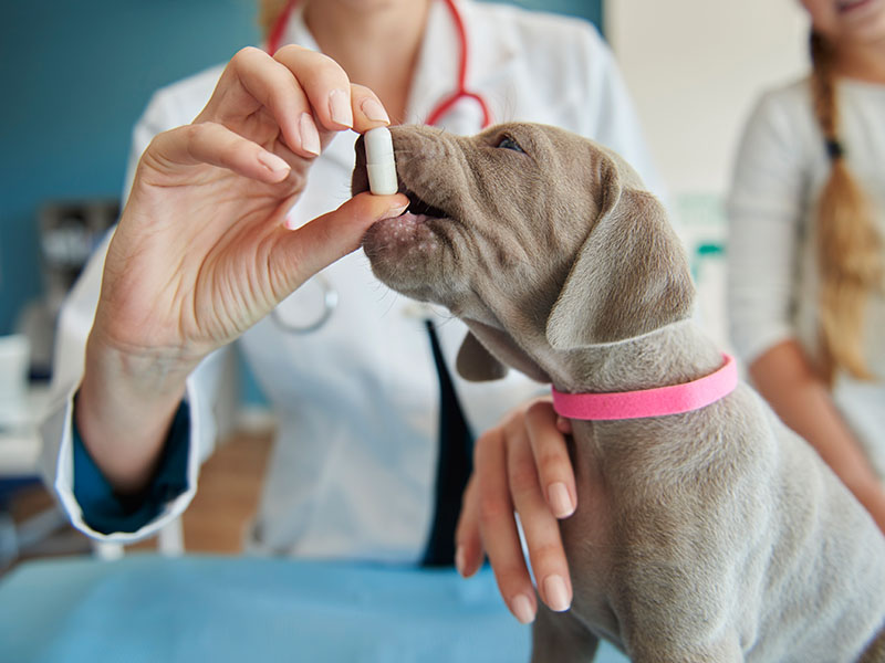 Vet giving medicine to a dog